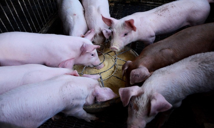 Cerdos alimentados en una macrogranja