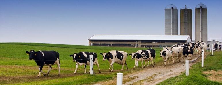 Granja rural bovina